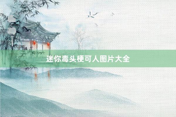 迷你毒头梗可人图片大全